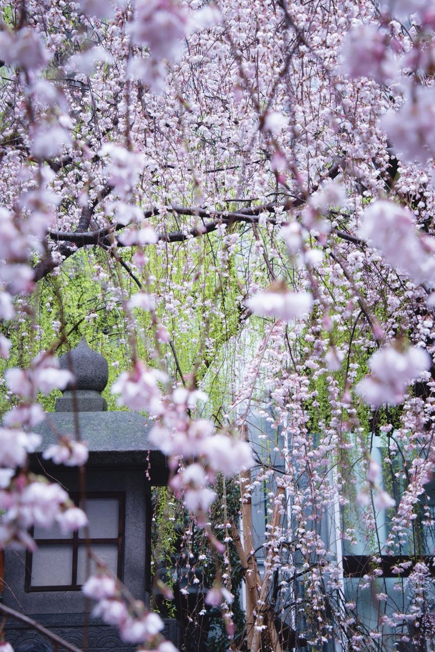 樱花盛开前出发:比春天先到一步Step Ahead Of Spring: Catching The First Blush Of Sakura ...