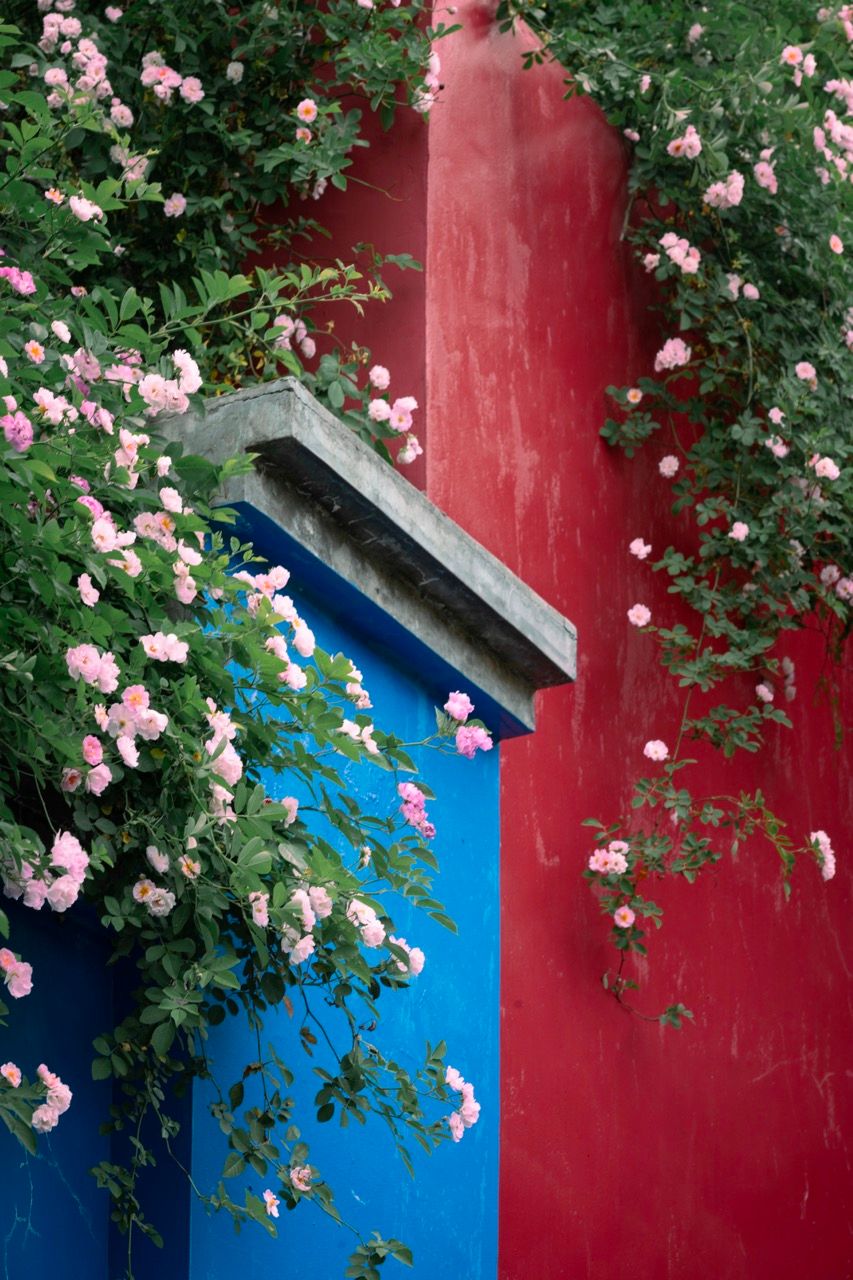 飞到南京去看花:遇见最美的春日古都Nanjing Bloom: A Botanical Narrative Across Time | 新版 ...